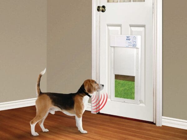 A dog standing in front of a door.
